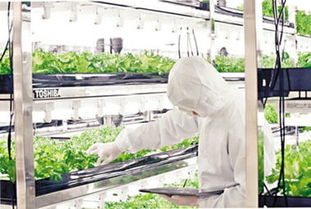 东芝废弃工厂变身垂直农场 无阳光无土壤的绿色革命与土壤环境治理新篇章