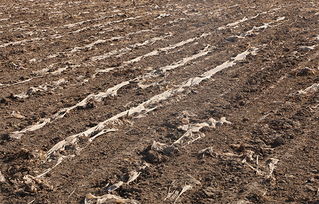 告别白色污染 守护村庄净土，探索土壤环境污染防治服务新路径